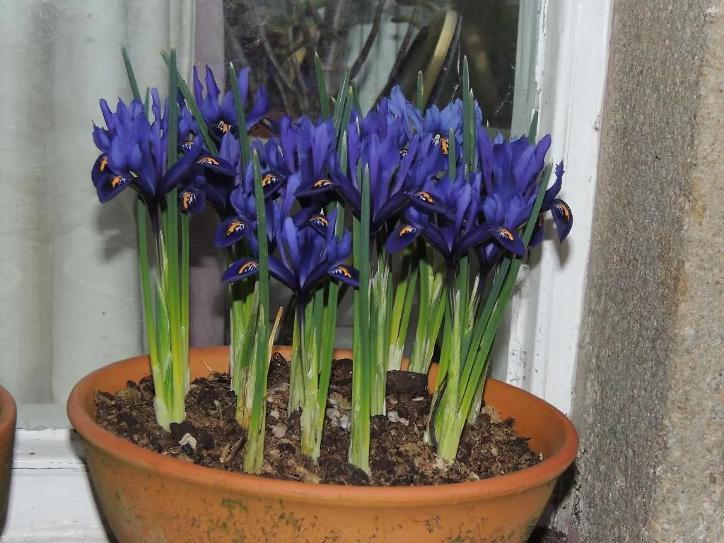 Spring Lodge Harrogate 3*,